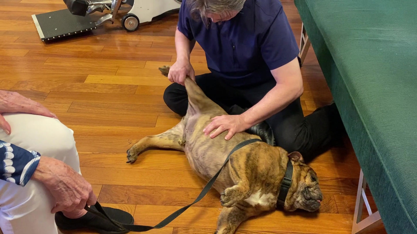 Mr. Reese, the bulldog